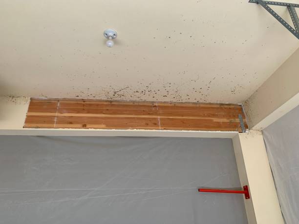 Best Forensic Mold Investigation  in Moapa Valley, NV